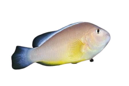 [BA] Skunk Clownfish (Amphiprion Akallopisos)