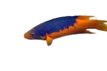[CA] Spanish Hogfish (Bodianus Rufus)