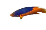 [CA] Spanish Hogfish (Bodianus Rufus)