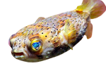 [PH] Spiny Porcupine Fish (Diodon Holocanthus)