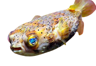 [PH] Spiny Porcupine Fish (Diodon Holocanthus)