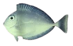[MAL] Spotted Unicornfish (Naso Brevirostris)
