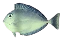[MAL] Spotted Unicornfish (Naso Brevirostris)