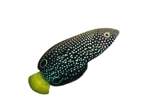 [MAL] Spotted Wrasse (Anampses Meleagrides)