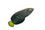 [MAL] Spotted Wrasse (Anampses Meleagrides)