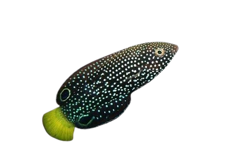 [MAL] Spotted Wrasse (Anampses Meleagrides)