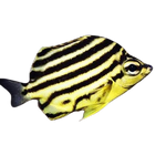 Stripey (Microcanthus Strigatus)