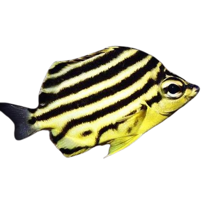 [OZ] Australian Stripey (Microcanthus Strigatus)