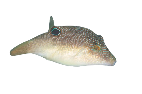 [PH] Fingerprint Toby Pufferfish (Canthigaster Compressa)