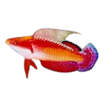 [PH] Social Fairy Wrasse (Cirrhilabrus Tonozukai)