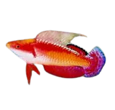 [PH] Social Fairy Wrasse (Cirrhilabrus Tonozukai)