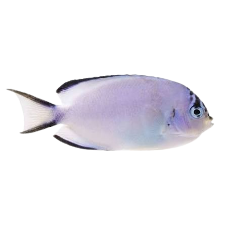 [PH] Watanabei Angelfish Female (Genicanthus Watanabei)
