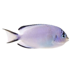 [PH] Watanabei Angelfish Female (Genicanthus Watanabei)
