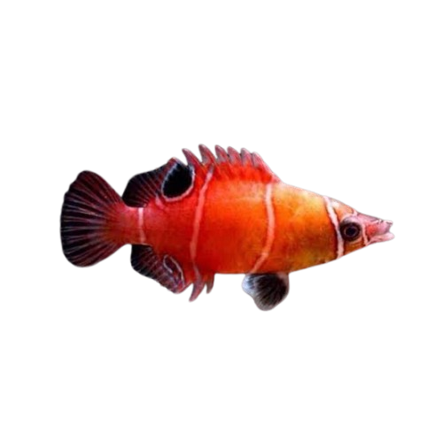 [PH] White Banded Possum Wrasse (Wetmorella Tanakai)