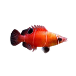 [PH] White Banded Possum Wrasse (Wetmorella Tanakai)