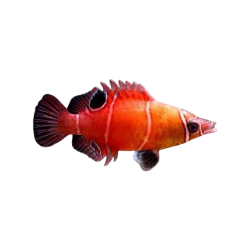 [PH] White Banded Possum Wrasse (Wetmorella Tanakai)