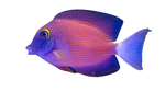 White Tail Bristletooth Tang (Ctenochaetus Flavicauda)