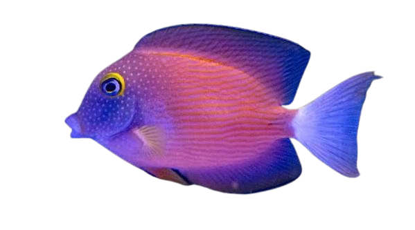 White Tail Bristletooth Tang (Ctenochaetus Flavicauda)