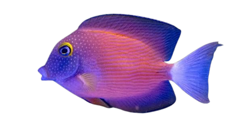White Tail Bristletooth Tang (Ctenochaetus Flavicauda)
