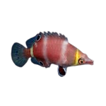[PH] Yellow Banded Possum Wrasse (Wetmorella Nigropinnata)