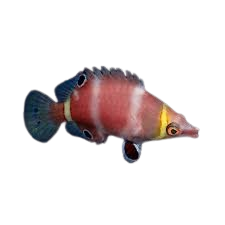 [PH] Yellow Banded Possum Wrasse (Wetmorella Nigropinnata)