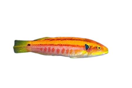 [MAL] Yellow Hogfish (Bodianus Bimaculatus)