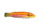 [MAL] Yellow Hogfish (Bodianus Bimaculatus)