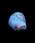 Strawberry Conch Snail (Strombus Luhuanus)
