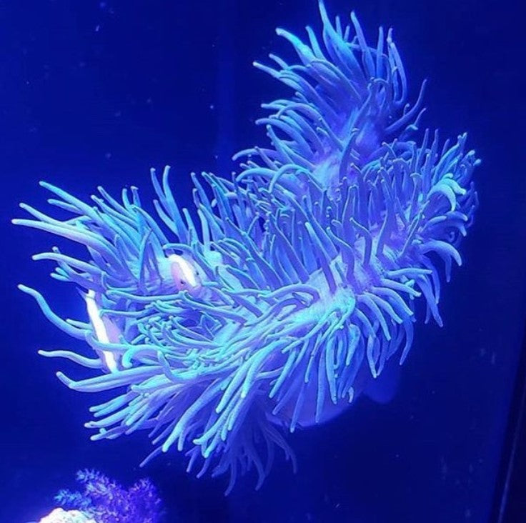 Glass Cup for Coral Propagation