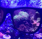 DD Coral Viewing Glasses