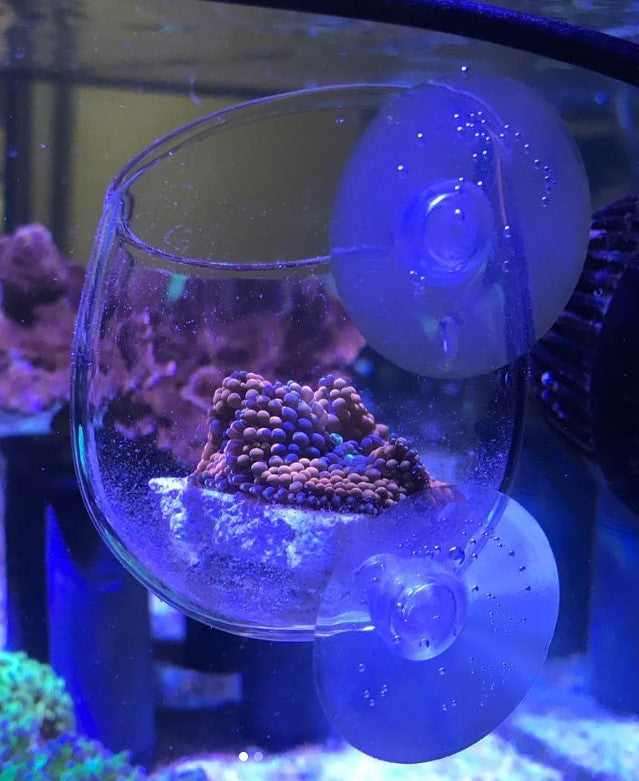 Glass Cup for Coral Propagation