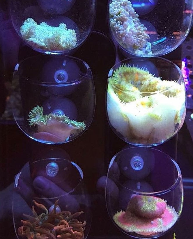 Glass Cup for Coral Propagation
